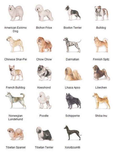 nonsporting dog breed