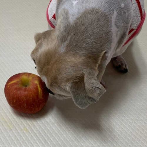 사과 먹는 강아지