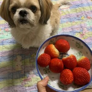 딸기 좋아하는 강아지