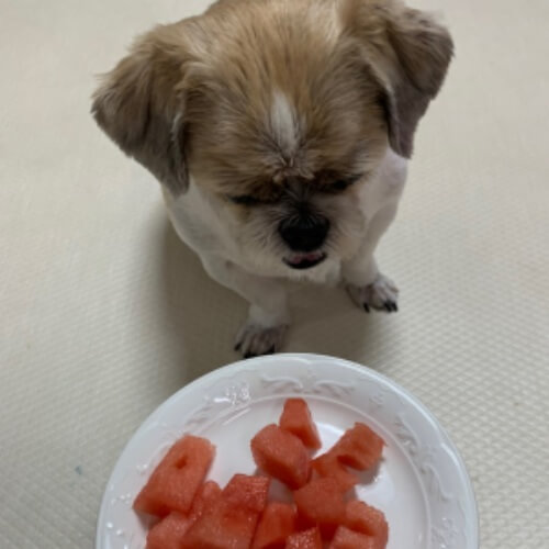수박 좋아하는 강아지