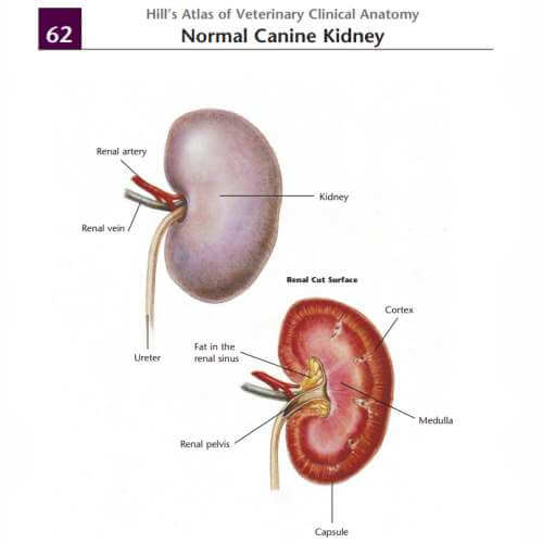 정상적인 개의 신장
