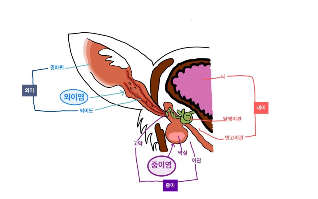 강아지 귀 구조