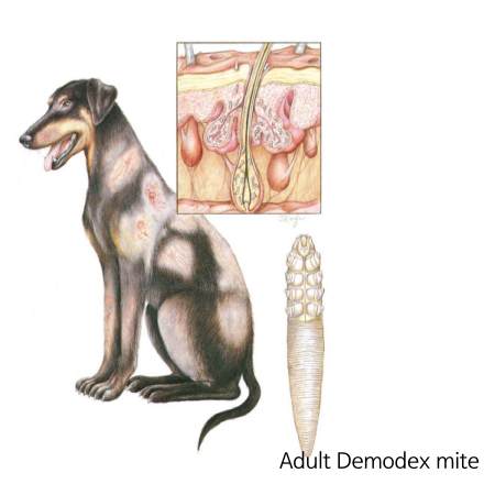 강아지 모낭충증Demodex 